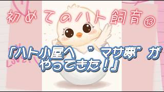 #13「マサ夢がやってきた」の回…（初めてのハト飼育⑬）