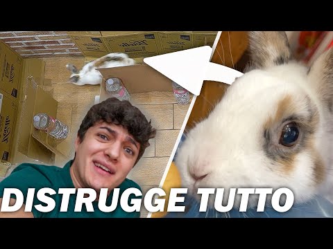 Labirinto video
