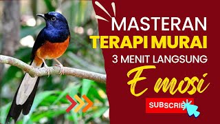 Download lagu MASTERAN UNTUK TERAPI MURAI 3 MENIT LANGSUNG EMOSI mp3 Download lagu MASTERAN UNTUK TERAPI MURAI 3 MENIT LANGSUNG EMOSI mp3