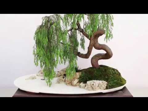 2019 National Mame and Shohin Bonsai Exhibition China
