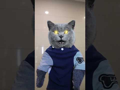 Who Can Say No To Money Spray Guns?😍💵#funnycat #funnyeffects #funnyprank