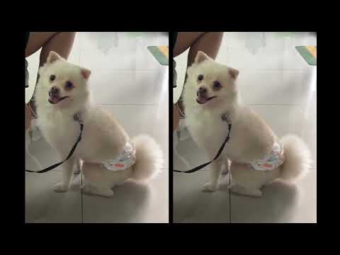 Dogs are faithful yes, but sometimes people go for the breeds.