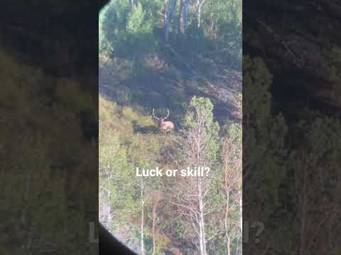 6.5 creedmore  VS 6x6 elk