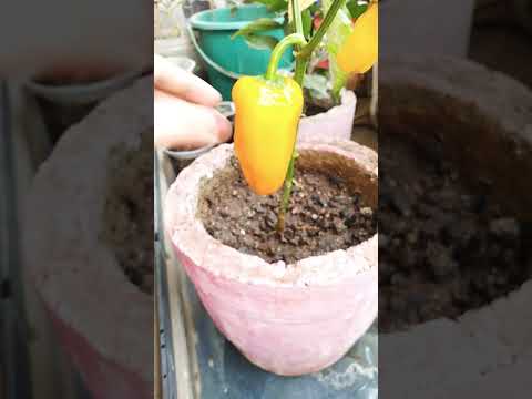 , title : 'I grew😃 yellow bell pepper😋 form store brought pepper |#shorts  #veggies #Thescentofsoil #grow'