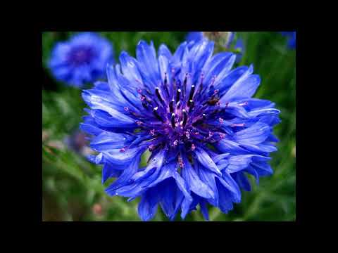 Dagar Brothers Sr Todi