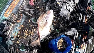 Last Chance Seabass With Surprise Scupzilla