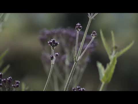 Instrumental Musik Sunda No Copyright Free Download