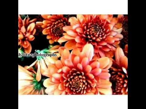 Promotional video thumbnail 2 for Myfotozphotography