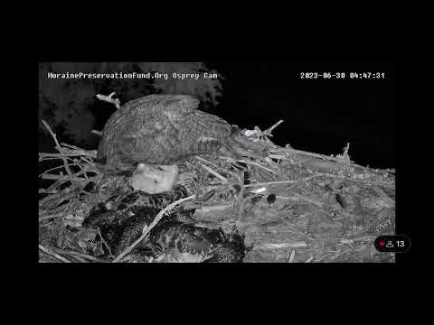 GRAPHIC - Moraine Preservation Fund - Owl Attack on Osprey Nest 06/30/23 - Video #10