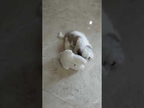 Is there anything better in the world than a rabbit