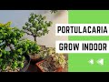 How to Grow Portulacaria Afra Indoors: The Easy Method