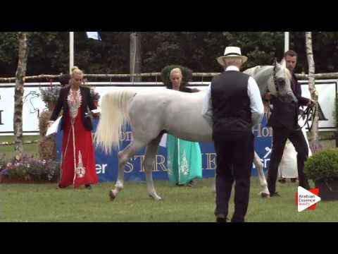 N.156 WH YORK - Ströhen 2015 B-Show - Stallions 7 to 9 years old (Class M)