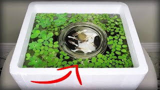 I made a baby fish sanctuary tank using styrofoam