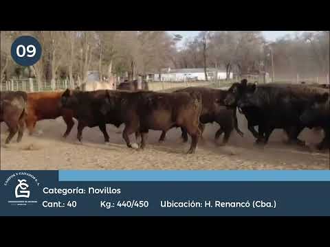 Lote Novillo UE Hilton - Huinca Renancó Córdoba