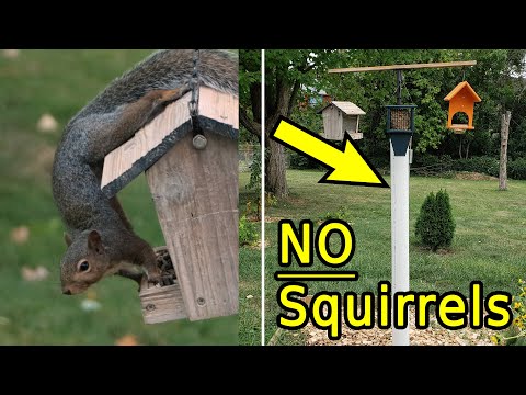How to Keep Squirrels Away from Bird Feeders