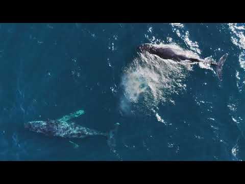 1601/61 Old Burleigh Road, Surfers Paradise, QLD 4217, 3房, 2浴, Apartment