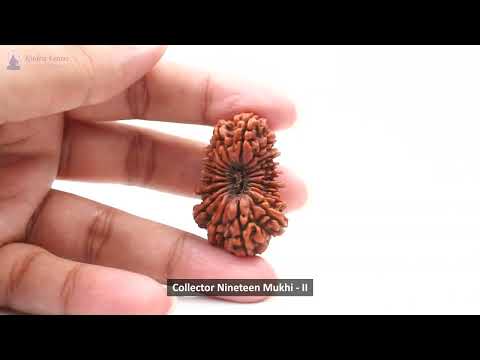 Rudraksha Product Image