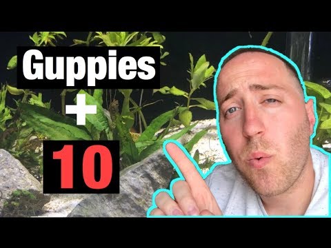 3rd YouTube video about how many endlers in a 10 gallon tank