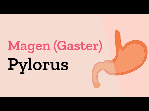 Pylorus des Magens - Vergleich mit der Pars Cardiaca - Aufbau der Histologie