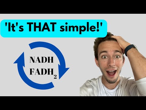 Citric Acid Cycle - Made Easy! (10 min)