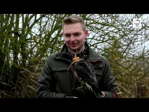 Szepty z Kniei - Sokolnik