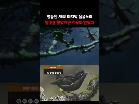 멸종한 새의 마지막 울음소리