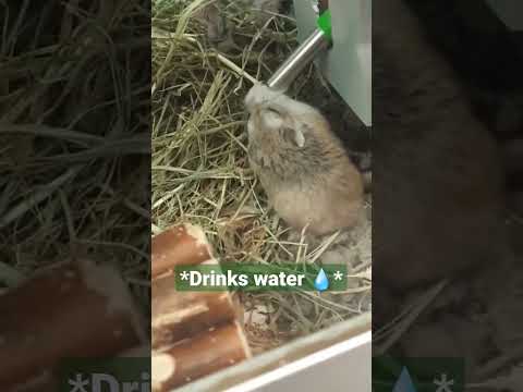 Drôles de gerbilles et de hamster nain