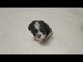 Havanese puppy for sale