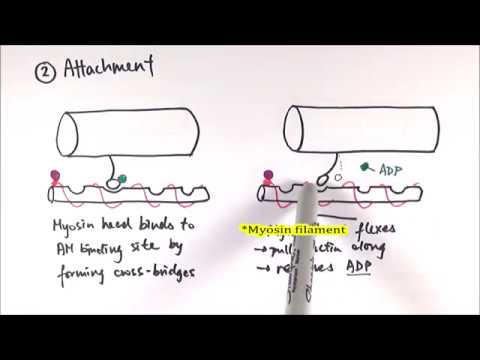 A2 Biology - Mechanism of sliding filament model (OCR A Chapter 13.10)