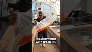 Download lagu Best Way to Carry a $40,000 Japanese Koi 😲 #fish #koi #japanesekoi mp3