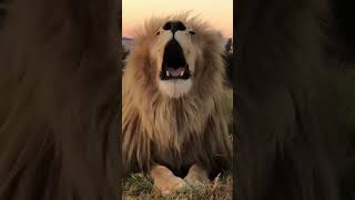 Download lagu Suara singa sang raja rimba di alam liar #hewanliar #suarahewan #suarahewanliar mp3