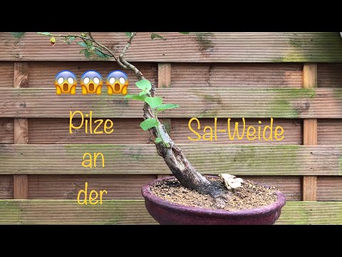 Bonsai Sal-Weide mit Pilzbefall🍄😱😱😱😱/Bonsai oder Kleinholz 2023-23