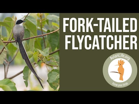 postriežkar lastovičí (Tyrannus savana) — hlas a správanie v prírode