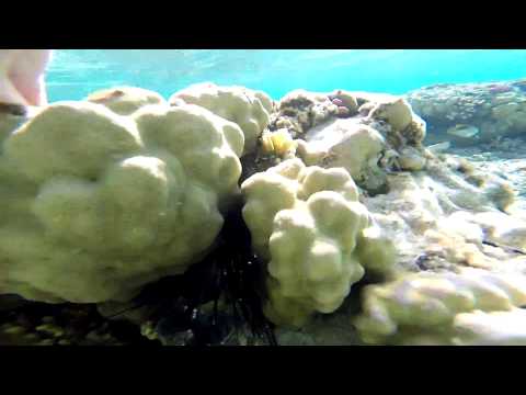 3 Šnorchlování u Calimera Habiba Beach