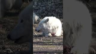 White WOLF Chewing on a Bone ARCTIC WOLVES Chewing on Fleshy Bones - White Wolf - Polar Wolf #shorts