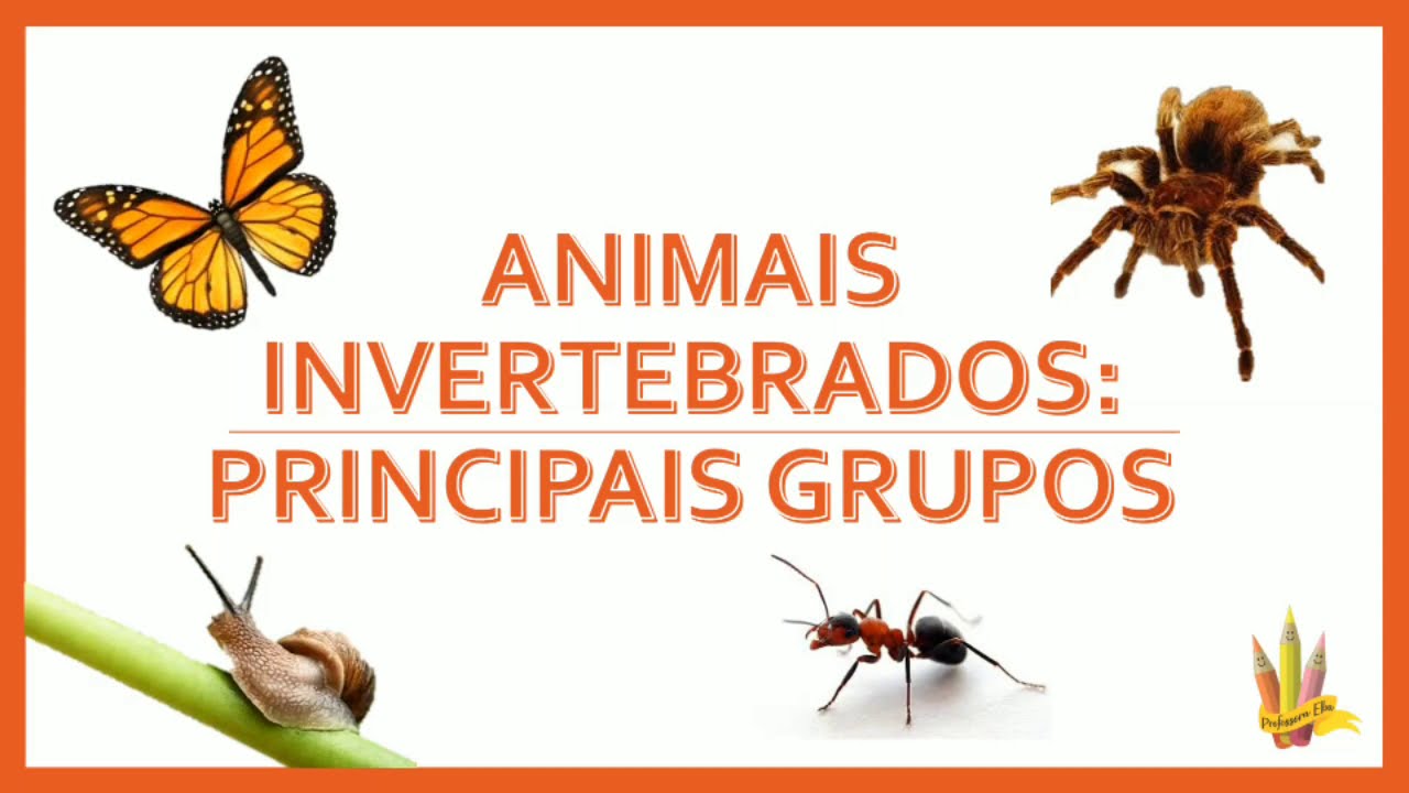 Animais invertebrados: principais grupos /7° ano
