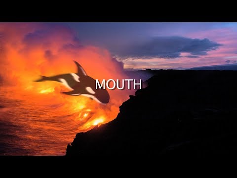 Robin Williams' Whale of a Heart Shares Earth Wisdom