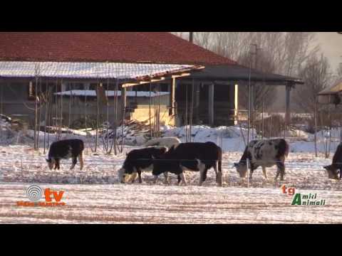 Una piccola mandria "senza casa" ad Agliè