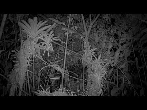 Wooly Opossum Descends From The Trees Above The Panama Fruit Feeder Cam | Feb. 16, 2026