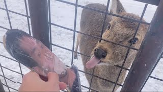 ユキジカ vs 野獣先輩