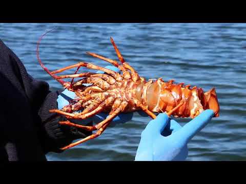 ロックロブスターがオスかメスかを判断する方法