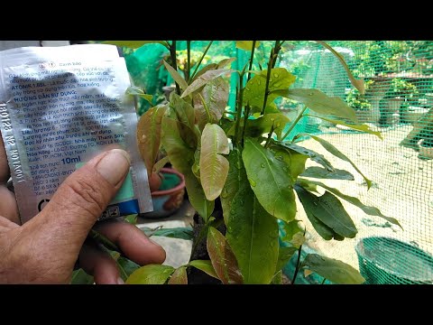 Sử dụng atonik cho mai vàng bật chồi nhanh và phôi bị yếu