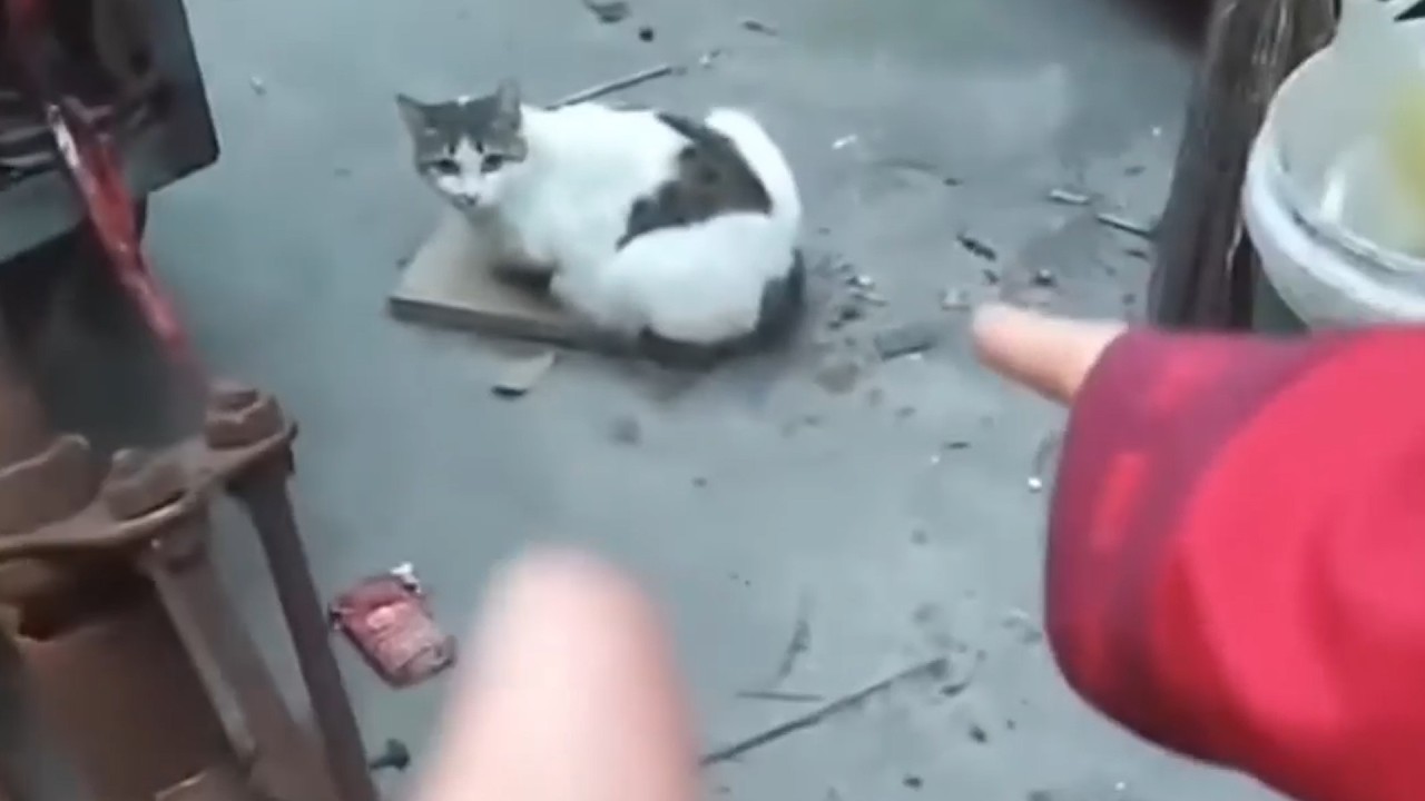 UNUSUAL MEMES COMPILATION V345