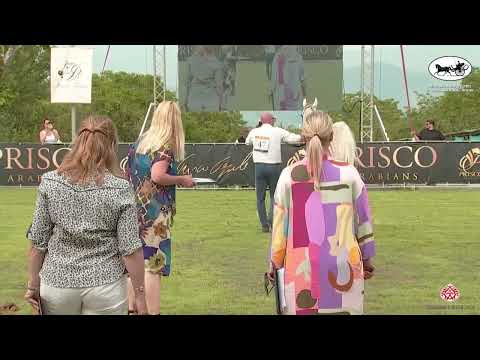 N.47 NAABYR KEY FRANZ - Vesuvio Trophy 2022 - International - Colts 2 Years Old (Class 5)