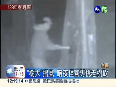 暗夜怪客亂砍樹 138年神榕遭殃!
