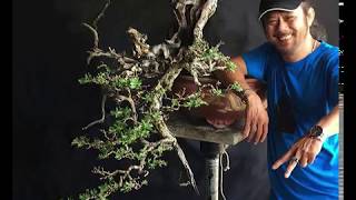 Download lagu Robert Steven Bonsai Restyling Pemphis mp3