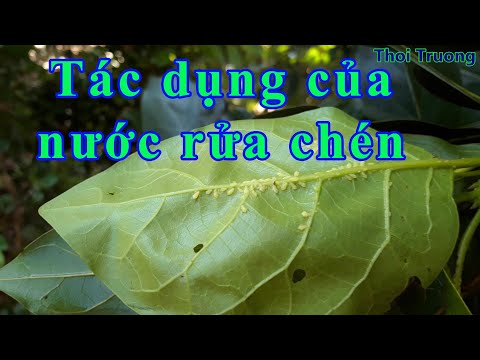 , title : '{Thoi Truong} Cách Diệt rệp xanh và sâu bọ bằng nước rửa chén'