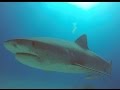 Tiger Shark Action at Tiger Beach Bahamas with Dolphin Dream