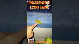 Download lagu LUCUNYA KODOK MERAUKE. #kodok #florafauna #ichwanpapua mp3