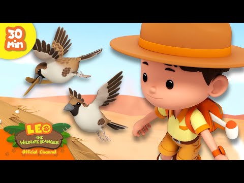 TINY BIRDS BUILD A HUGE NEST! 🪹 | Nest Builders | Leo the Wildlife Ranger | Kids Cartoons